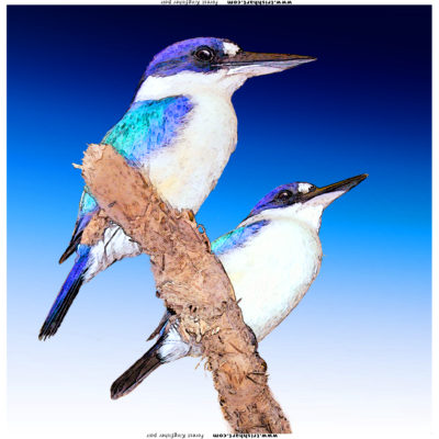 2 kingfishersƒprint 45x45-b